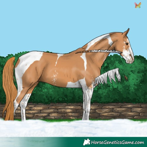 Horse Color:Chestnut Sabino Tobiano