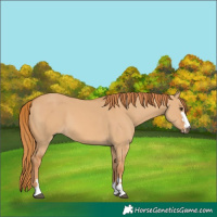 Horse Color:Red Dun 