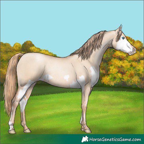 Horse Color:Gold Champagne Pearl Dun Splash Rabicano and Gold Champagne Pearl Dun Rabicano