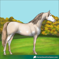 Horse Color:Gold Champagne Pearl Dun Splash Rabicano  and Gold Champagne Pearl Dun Rabicano 