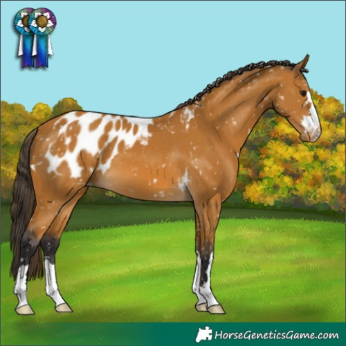 Horse Color:Buckskin Skewed Appaloosa