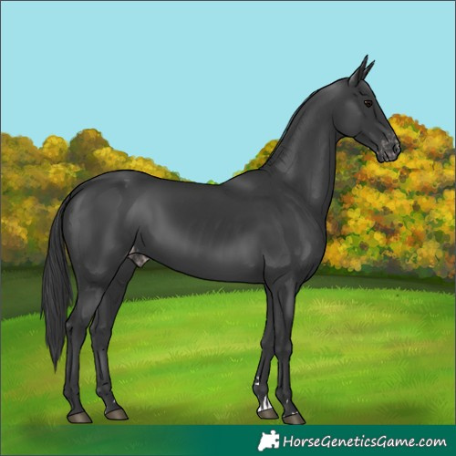 Horse Color:Black Varnish