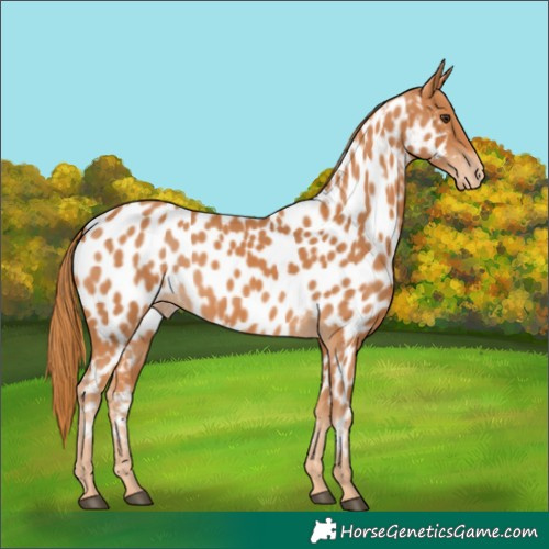 Horse Color:Chestnut Appaloosa
