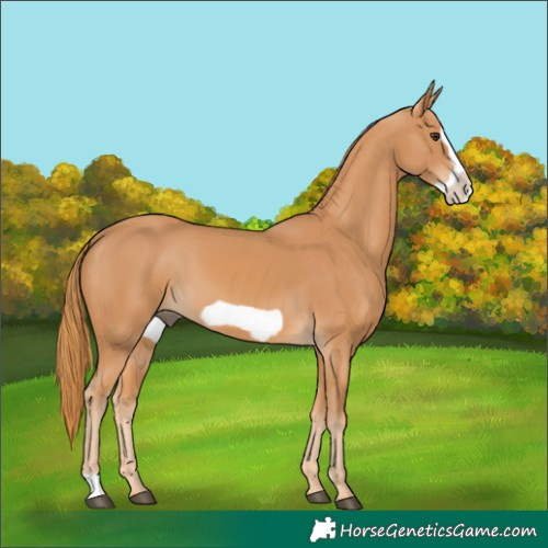 Horse Color:Chestnut Frame 