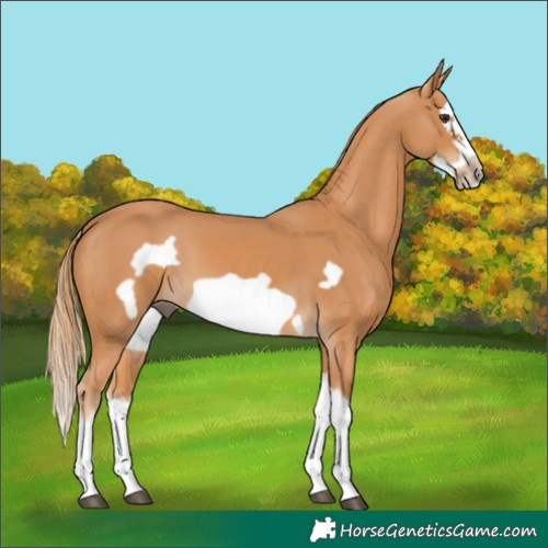 Horse Color:Chestnut Splash Frame 