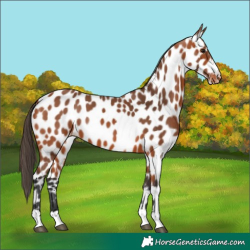 Horse Color:Bay Appaloosa 