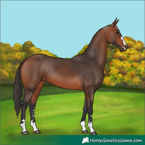 Horse Color:Bay 