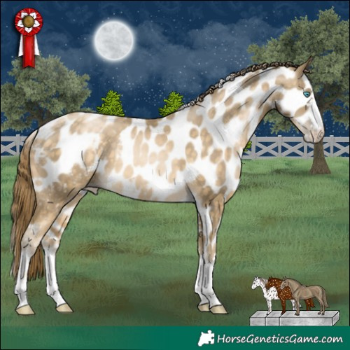 Horse Color:Buckskin Pearl Skewed LP Spotted