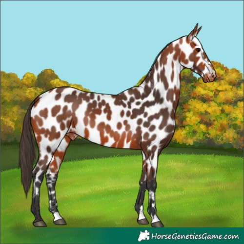 Horse Color:Bay Appaloosa 