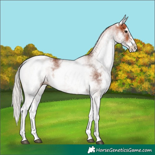 Horse Color:White Spotted Silver Bay 