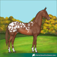 Horse Color:Chestnut Appaloosa