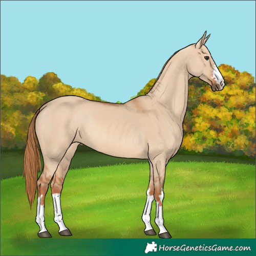 Horse Color:Red Dun 
