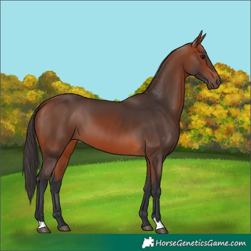 Horse Color:Bay 