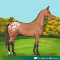 Horse Color:Bay Appaloosa 