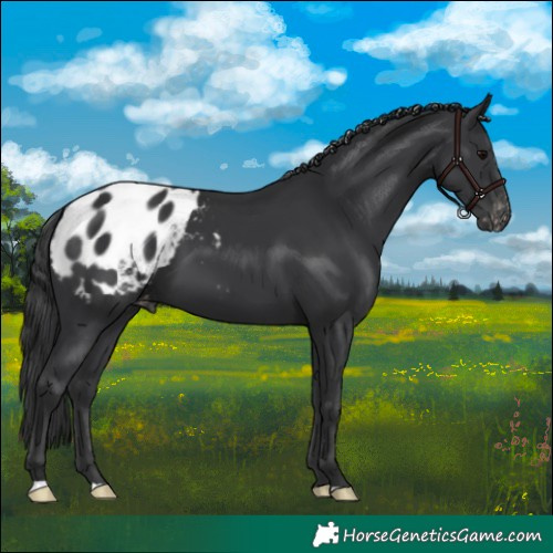 Horse Color:Black Appaloosa