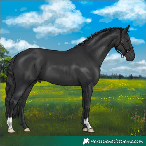Horse Color:Black 