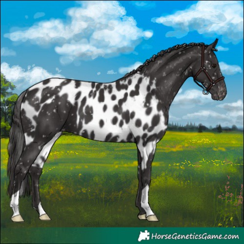 Horse Color:Smoky Black Skewed Appaloosa