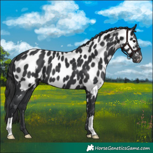 Horse Color:Black Near Leopard