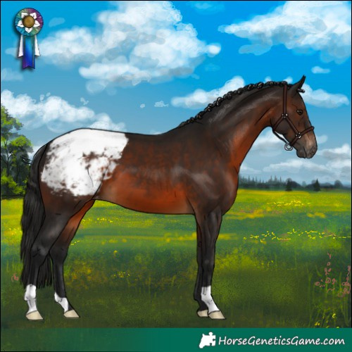 Horse Color:Gray Brown Snowcap 