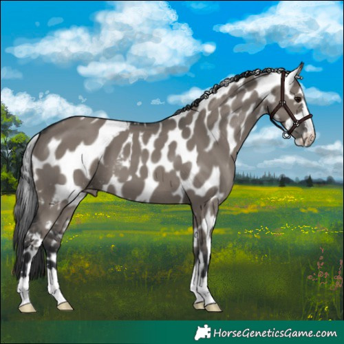 Horse Color:Grullo Skewed Appaloosa