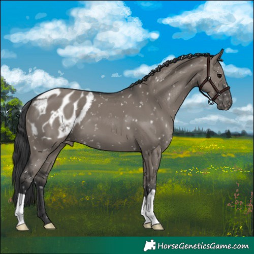 Horse Color:Grullo Appaloosa