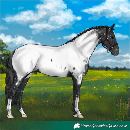 Horse Color:Black Appaloosa
