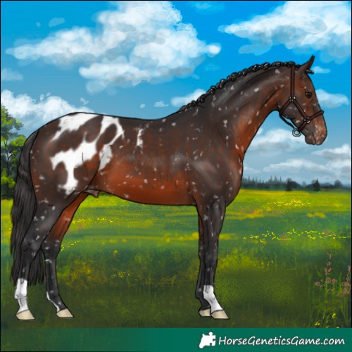 Horse Color:Brown Appaloosa