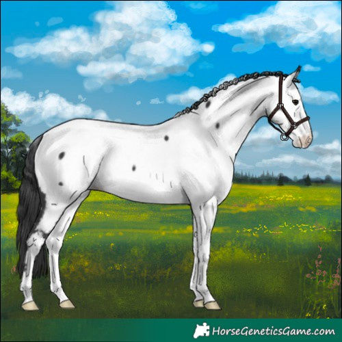 Horse Color:Black Near Fewspot