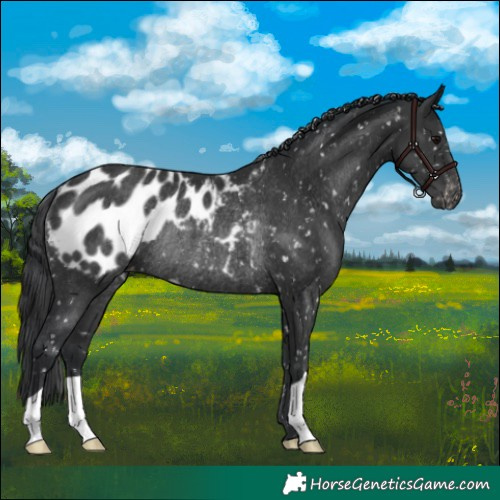 Horse Color:Black Blanket Rabicano