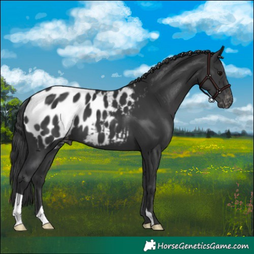 Horse Color:Black Near Leopard