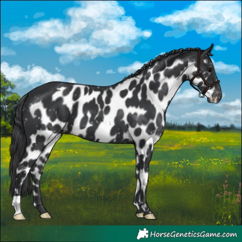 Horse Color:Black Skewed Appaloosa 