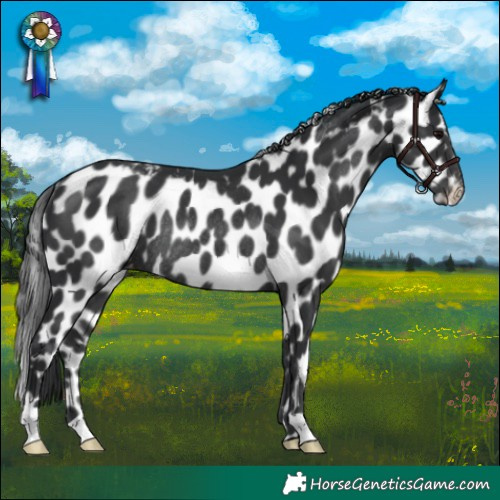 Horse Color:Black Skewed Appaloosa Rabicano 