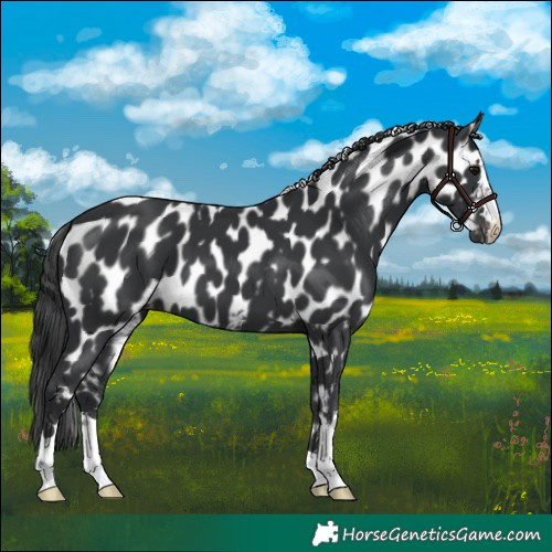 Horse Color:Black Skewed Appaloosa