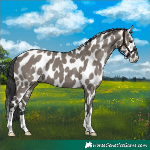 Horse Color:Grullo Leopard
