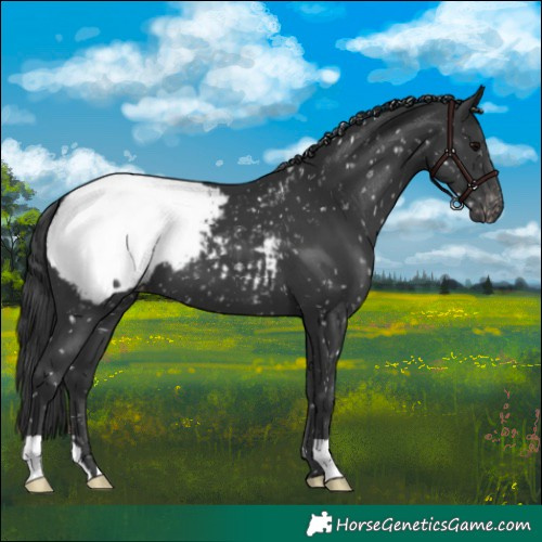 Horse Color:Black Snowcap 