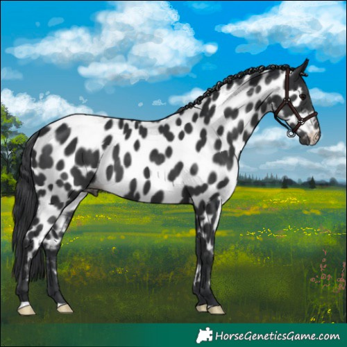 Horse Color:Black Appaloosa 