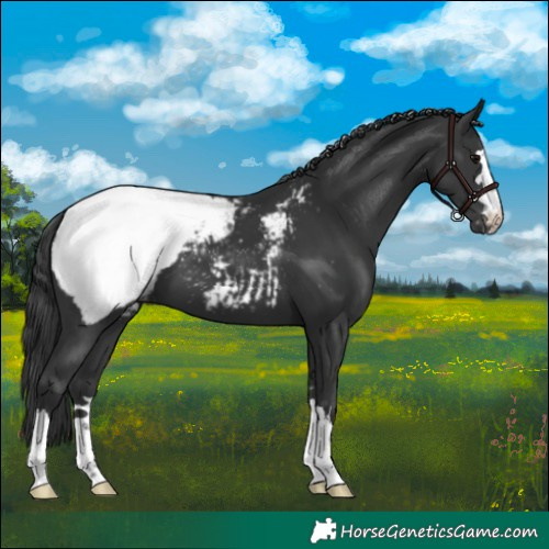 Horse Color:Black Snowcap 