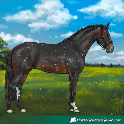 Horse Color:Brown Skewed Appaloosa 
