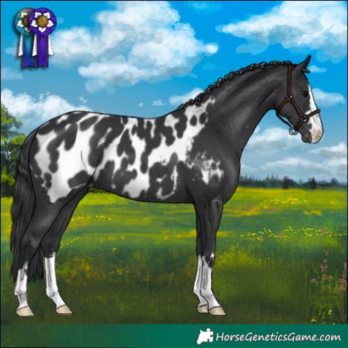 Horse Color:Black Appaloosa