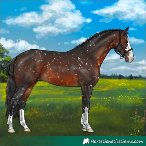 Horse Color:Brown Skewed LP Spotted