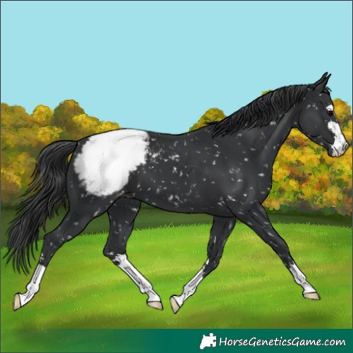 Horse Color:Black Appaloosa 
