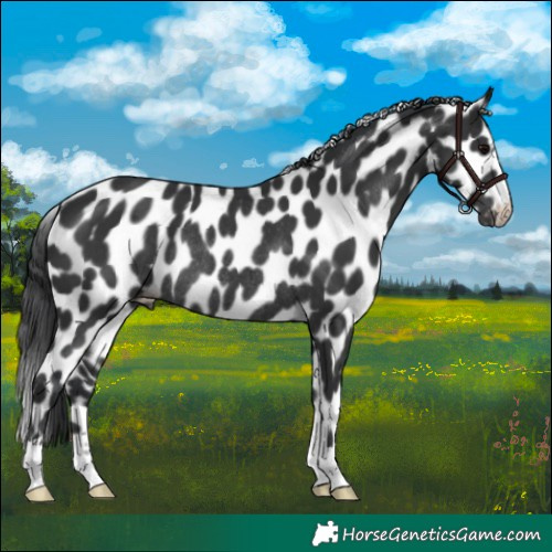 Horse Color:Black Appaloosa Rabicano 