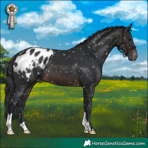 Horse Color:Brown Appaloosa 