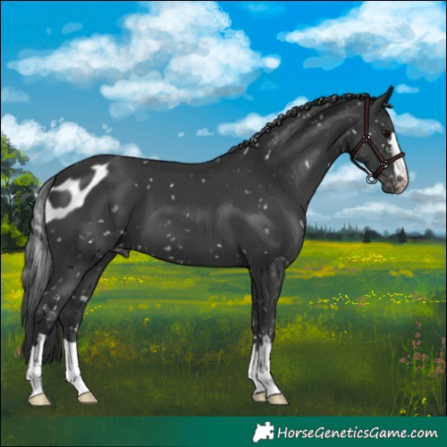 Horse Color:Black Skewed LP Spotted 
