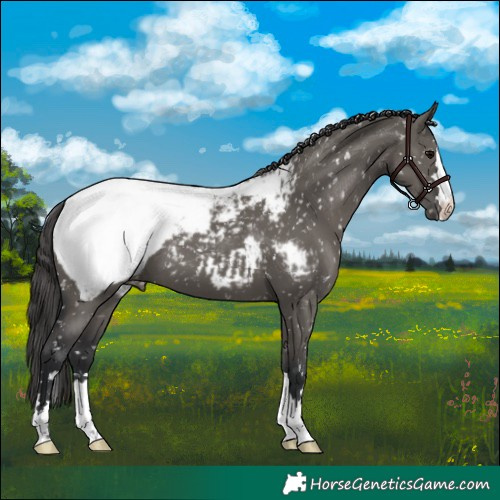 Horse Color:Grullo Appaloosa 