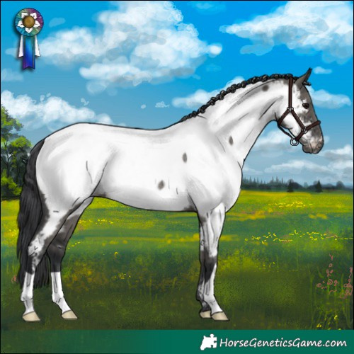 Horse Color:Grullo Appaloosa Rabicano 
