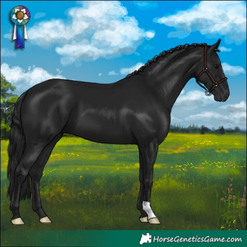 Horse Color:Gray Black