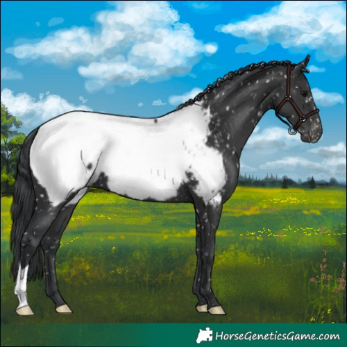 Horse Color:Black Appaloosa