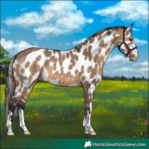 Horse Color:Brown Dun Skewed Appaloosa