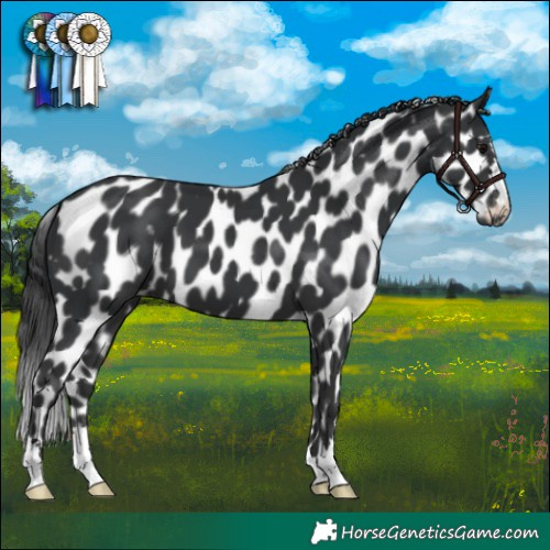 Horse Color:Black Appaloosa 